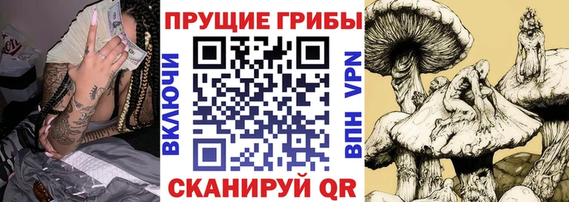 Купить закладки  Динская  Псилоцибиновые грибы прущие грибы 